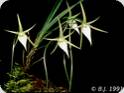 Angraecum popowii
